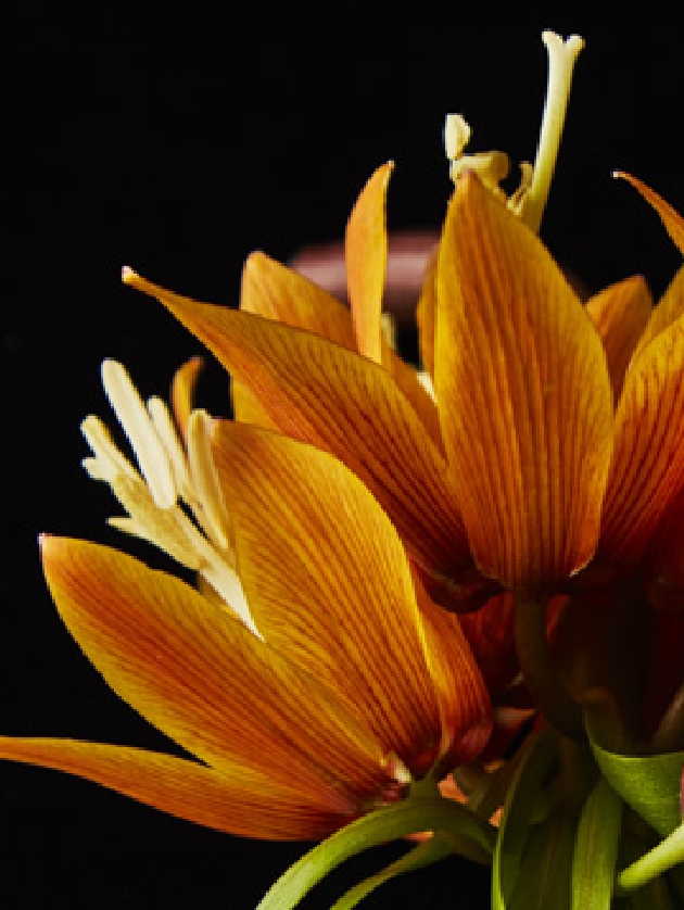 みずみずしい赤い花の画像