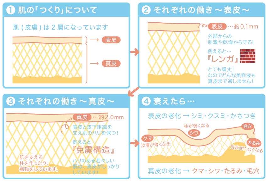 肌の老化の仕組みや、肌細胞
