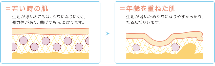若い時の肌と歳を重ねた肌の比較
